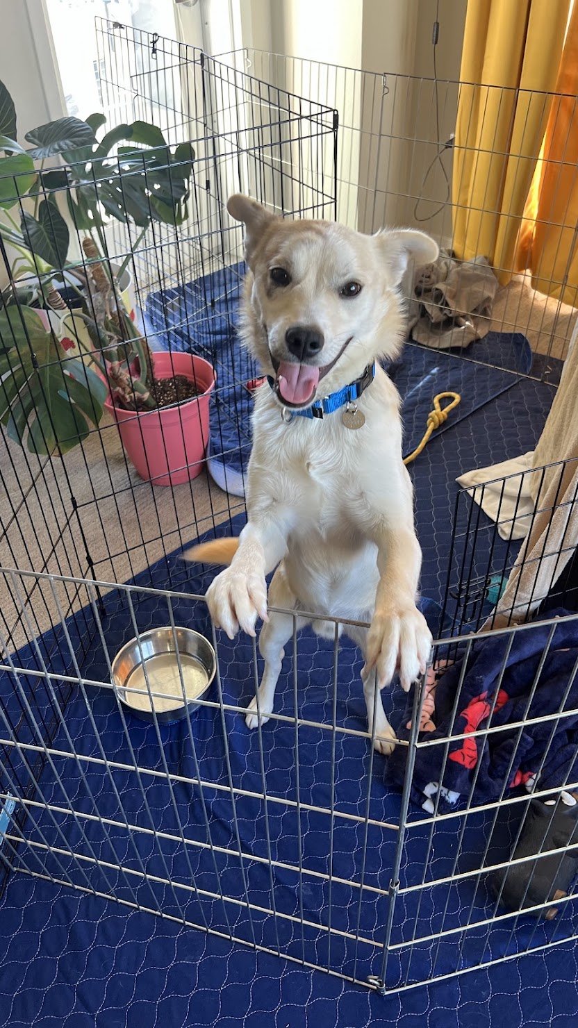 Pookie standing up with paws on his playpen gate, smiling with his tongue out