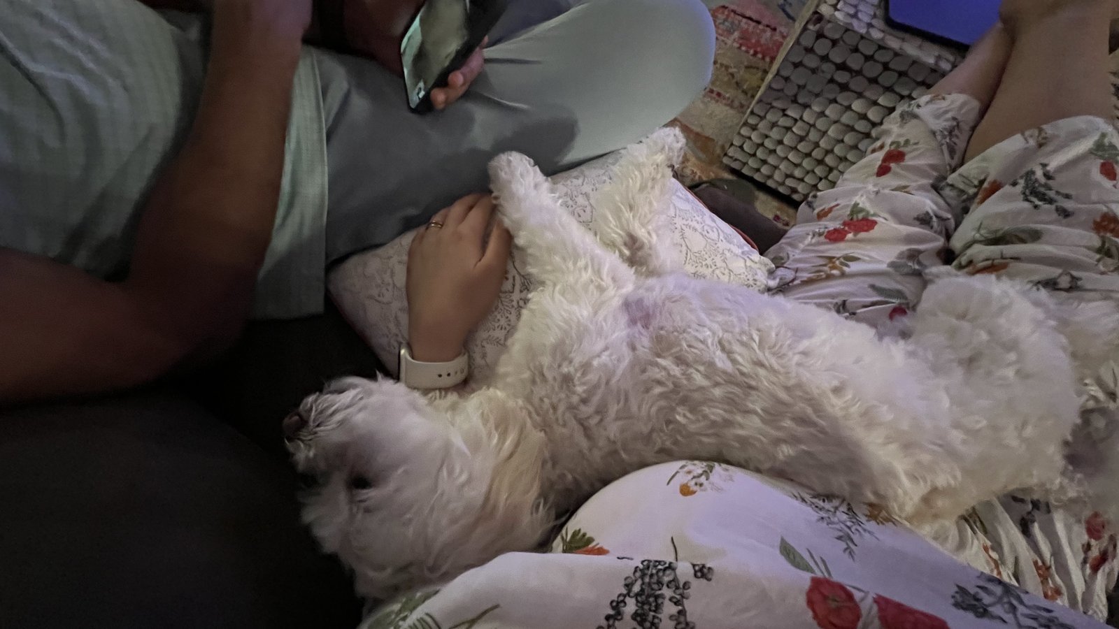 Stella lying on her back on Ghazal's lap on the couch