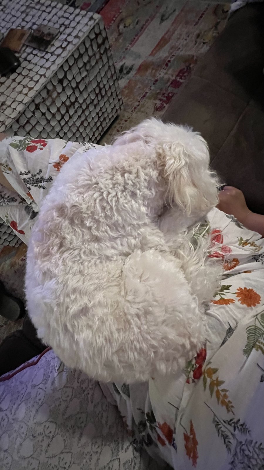 Stella curled up on the couch, viewed from above