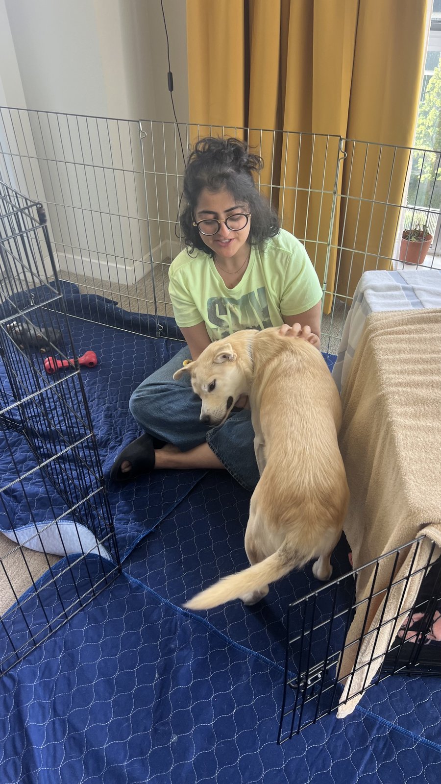 A golden retriever puppy playing in a pen